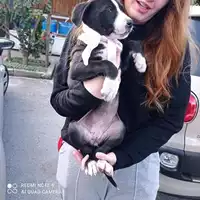Foto dell\'animale COMUNE DI TERZIGNO - 380260044786556