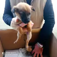 Foto dell\'animale COMUNE DI SAN GIUSEPPE VESUVIANO - 380260044786981