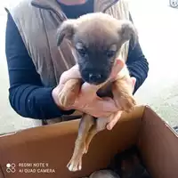 Foto dell\'animale COMUNE DI SAN GIUSEPPE VESUVIANO - 380260044786448
