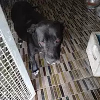 Foto dell\'animale COMUNE DI TERZIGNO - 380260044783718