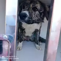 Foto dell\'animale COMUNE DI CASAMARCIANO - 380260044783415