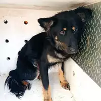 Foto dell\'animale COMUNE DI CASAMARCIANO - 380260044783701