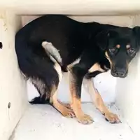 Foto dell\'animale COMUNE DI CASAMARCIANO - 380260044784181