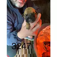 Foto dell\'animale COMUNE DI SAN GIUSEPPE VESUVIANO - 380260044783247