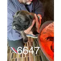 Foto dell\'animale COMUNE DI SAN GIUSEPPE VESUVIANO - 380260044786647