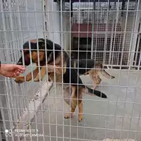 Foto dell\'animale COMUNE DI OTTAVIANO - 380260044783923