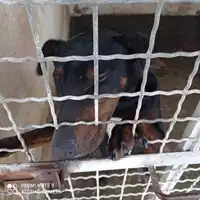 Foto dell\'animale COMUNE DI POMPEI - 380260043955533