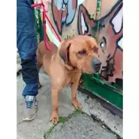 Foto dell\'animale COMUNE DI SAN VALENTINO TORIO - 380260170248476