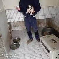 Foto dell\'animale COMUNE DI SANT'EGIDIO DEL MONTE ALBINO - 380260170248922