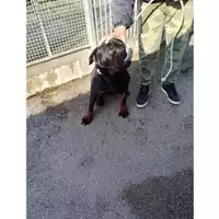 Foto dell\'animale COMUNE DI OTTAVIANO - 380260044783824