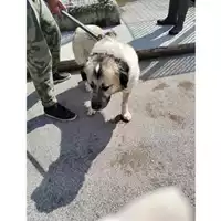 Foto dell\'animale COMUNE DI OTTAVIANO - 380260044786967