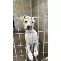 Foto dell\'animale COMUNE DI OTTAVIANO - 380260042616420