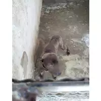 Foto dell\'animale COMUNE DI TERZIGNO - 380260044786594