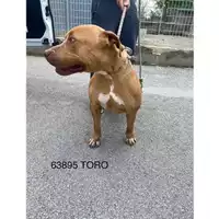 Foto dell\'animale COMUNE DI CERCOLA - 380260043963895