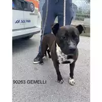 Foto dell\'animale COMUNE DI CERCOLA - 380260043090263