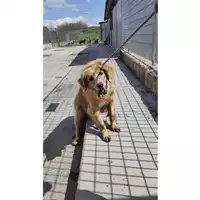 Foto dell\'animale COMUNE DI CERCOLA - 380260041341676