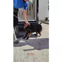 Foto dell\'animale COMUNE DI CERCOLA - 977200004177683