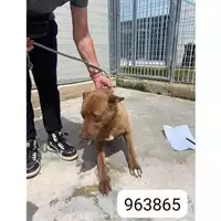 Foto dell\'animale COMUNE DI CERCOLA - 380260043963865
