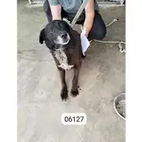 Foto dell\'animale COMUNE DI CERCOLA - 380260010306127