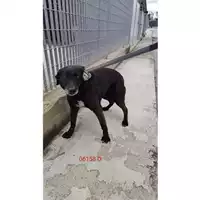 Foto dell\'animale COMUNE DI CERCOLA - 380260010306158