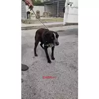 Foto dell\'animale COMUNE DI CERCOLA - 380260010306090