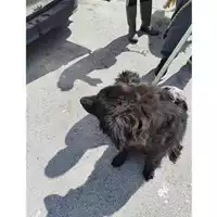 Foto dell\'animale COMUNE DI CERCOLA - 380260042395661