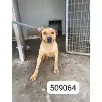Foto dell\'animale COMUNE DI CERCOLA - 380260043509064