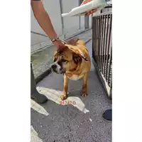 Foto dell\'animale COMUNE DI CERCOLA - 380260043501742