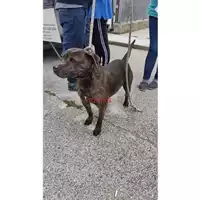 Foto dell\'animale COMUNE DI CERCOLA - 380260043962713