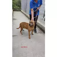 Foto dell\'animale COMUNE DI CERCOLA - 380260043964749