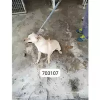 Foto dell\'animale COMUNE DI CERCOLA - 380260043703107