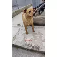 Foto dell\'animale COMUNE DI CERCOLA - 380260043702719