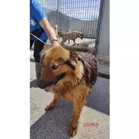 Foto dell\'animale COMUNE DI CERCOLA - 380260170022295