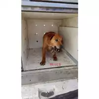 Foto dell\'animale COMUNE DI CERCOLA - 380260010306107