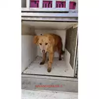 Foto dell\'animale COMUNE DI CERCOLA - 380260010306106