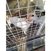 Foto dell\'animale COMUNE DI OTTAVIANO - 380260042396852