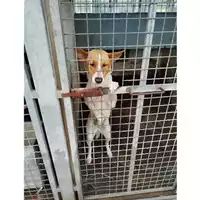 Foto dell\'animale COMUNE DI SAN GIUSEPPE VESUVIANO - 380260044786745