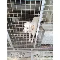 Foto dell\'animale COMUNE DI SAN GIUSEPPE VESUVIANO - 380260170028076