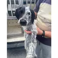 Foto dell\'animale COMUNE DI POLLENA TROCCHIA - 380260044857411