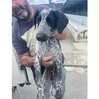 Foto dell\'animale COMUNE DI POLLENA TROCCHIA - 380260044857080