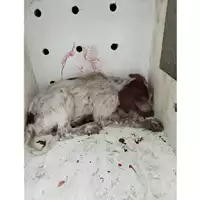 Foto dell\'animale COMUNE DI POLLENA TROCCHIA - 380260044856591