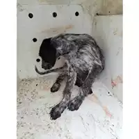 Foto dell\'animale COMUNE DI POLLENA TROCCHIA - 380260044856373
