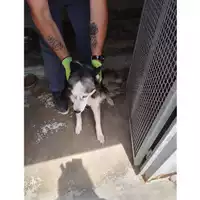 Foto dell\'animale COMUNE DI POMPEI - 380260004031823