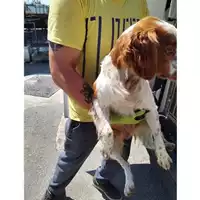 Foto dell\'animale COMUNE DI SANT'EGIDIO DEL MONTE ALBINO - 380260043977460
