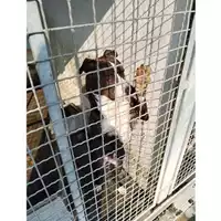 Foto dell\'animale COMUNE DI POLLENA TROCCHIA - 380260044783778