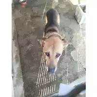 Foto dell\'animale COMUNE DI STRIANO - 380260044786648