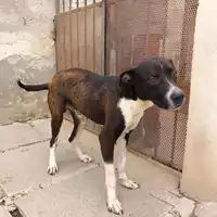 Foto dell\'animale COMUNE DI SAN GIUSEPPE VESUVIANO - 380260044786828
