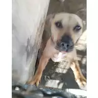 Foto dell\'animale COMUNE DI POMPEI - 380260044786508