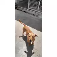 Foto dell\'animale COMUNE DI SAN VITALIANO - 380260044783331