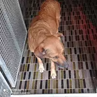 Foto dell\'animale COMUNE DI SAN GIUSEPPE VESUVIANO - 380260044787135